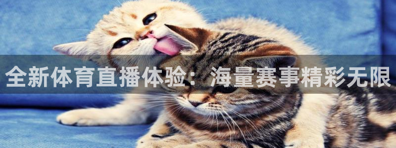 9255tv直播无插件nba：全新体育直播体验：海量赛事精彩无限