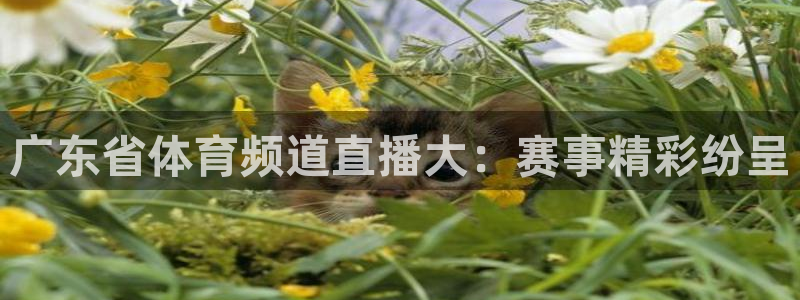 9255tv直播nba在线直播：广东省体育频道直播大：赛事精彩纷呈