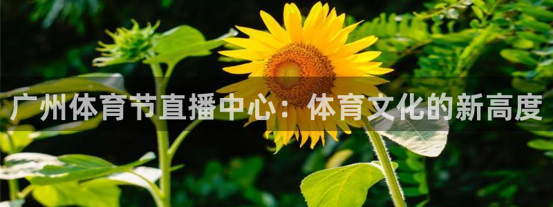 9255tv直播nba在线观看：广州体育节直播中心：体育文化的新高度
